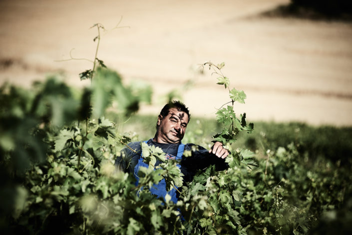 Ein Arbeiter in den Weinbergen der Bodegas y Viñedos Aalto