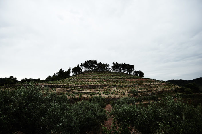 Ein Hügel der Weingärten von Josep Serra von Serra Barceló