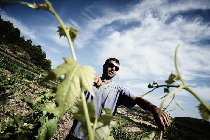 Ein Mitarbeiter in den Lagen von Celler de Capçanes