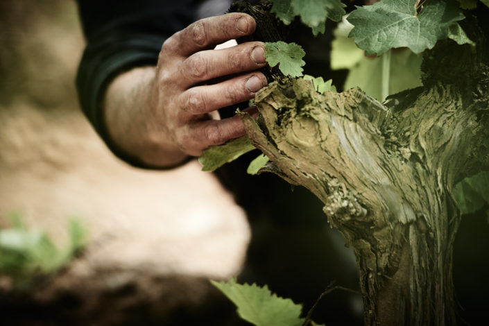 Die Hand eines Mitarbeiters von Clos d'Agon an einen Rebstock