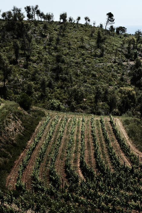 Eine Parzelle in den Höhenlagen von Clos d’Agon