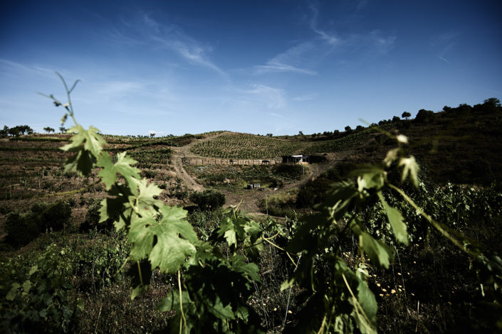 Eine Weinlage von Saó del Coster mit dem Stall der Maultiere