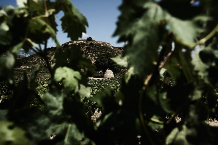 Ein altes Steinhaus in den Reblagen der Bodegas Izadi