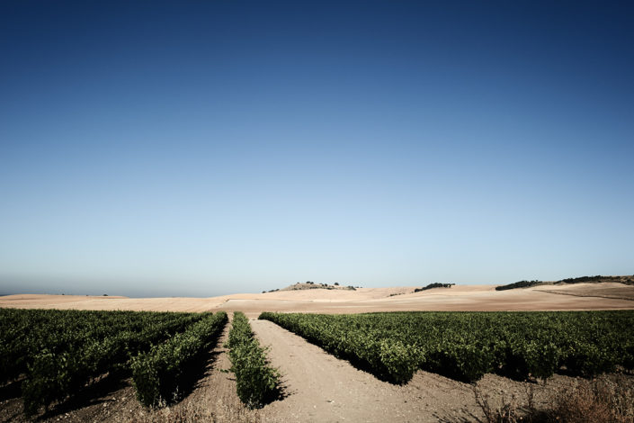 Eine Reblage von der Bodegas Mauro