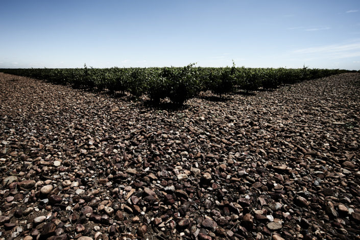 Steiniger Boden in den Reblagen von San Román Bodegas y Viñedos