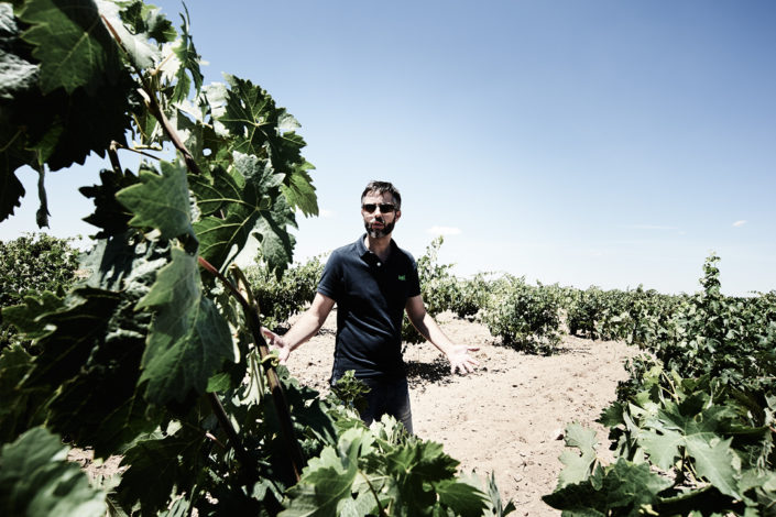 Eduardo García in den Rebbergen von San Román Bodegas y Viñedos