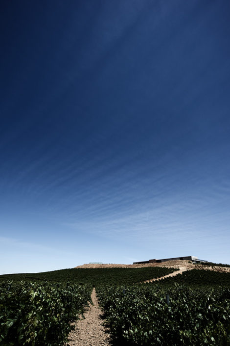 Blick hinauf über die Reben zur Finca Montepedroso