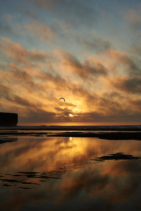 Sonnenuntergang mit Vogel am ruhigen Strand