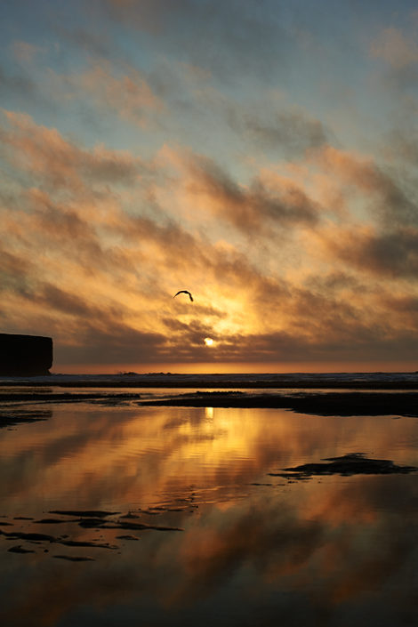 Sonnenuntergang mit Vogel am ruhigen Strand
