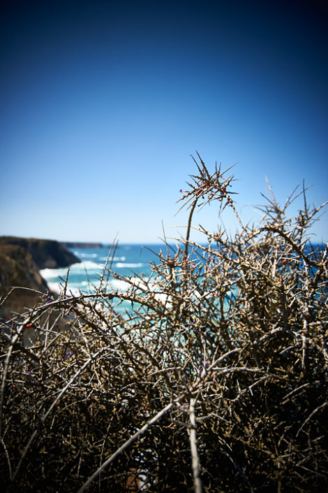 Dornenpflanzen mit Meer im Hintergrund