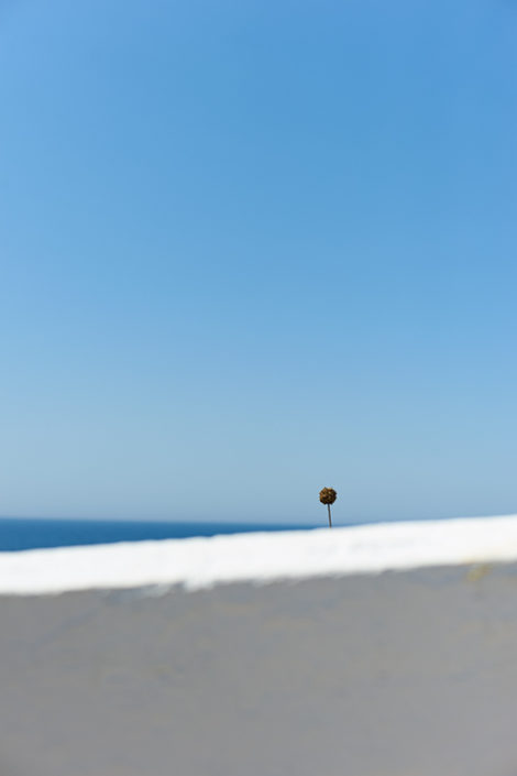 Eine Blume ragt hinter einer weissen Mauer hervor