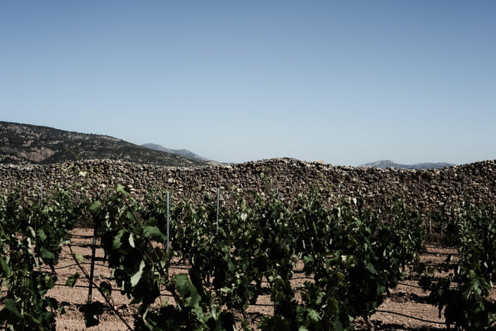 Eine Natursteinmauer im Rebberg der Bodegas y Viñedos el Sequé