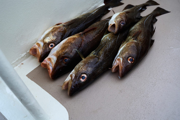 Fisch gefangene Kabeljau liegen an Deck der Safier