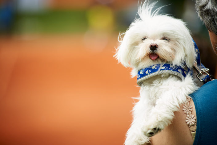 Eine Zuschauerin hält ihren kleinen Hund in den Armen