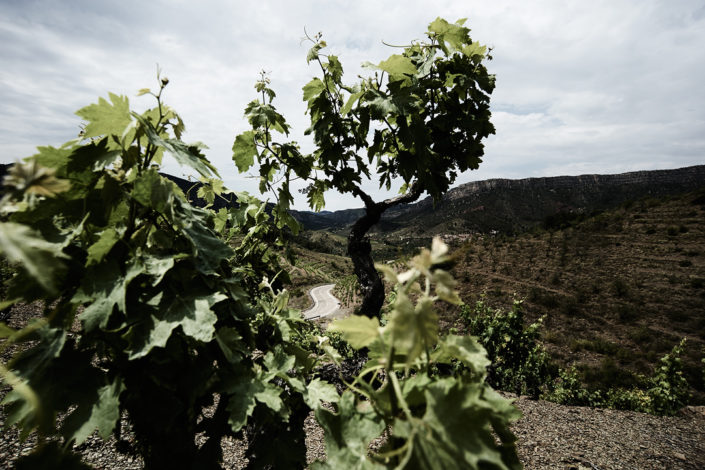 Eine Strasse windet sich neben den Rebbergen von Fredi Torres Viticultor