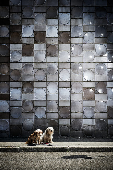 Hunde einer Touristin sitzen nebeneinander vor einer Wand