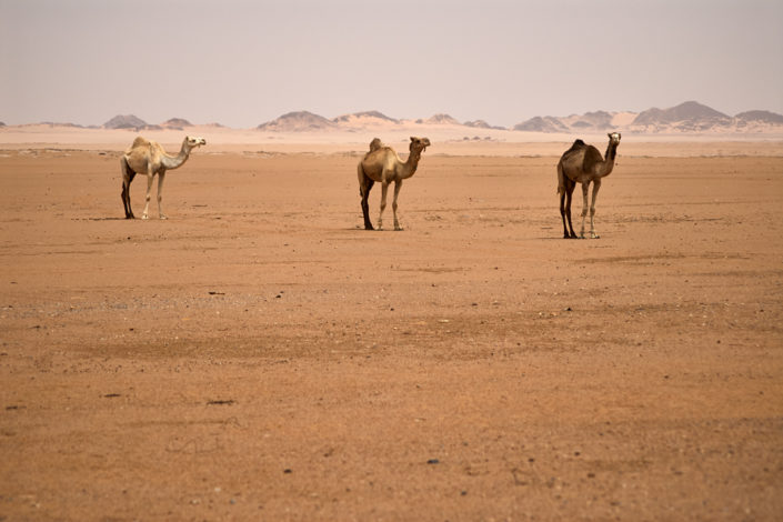Drei Kamele stehen auf dem Wüstensand