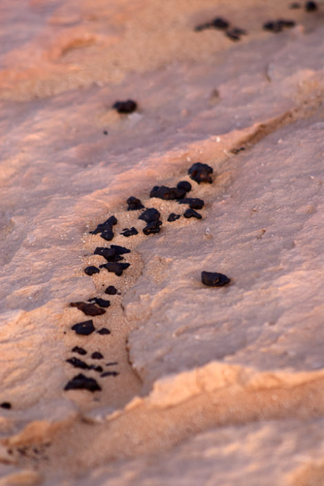 Schwarze Steinchen auf dem Wüstenboden im ersten Morgenlicht