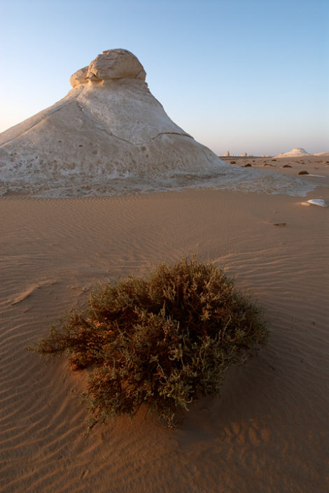 Die ersten Sonnenstrahlen erfassen einen Strauch auf dem Sandboden
